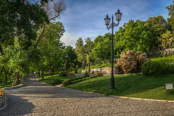 professional tree service