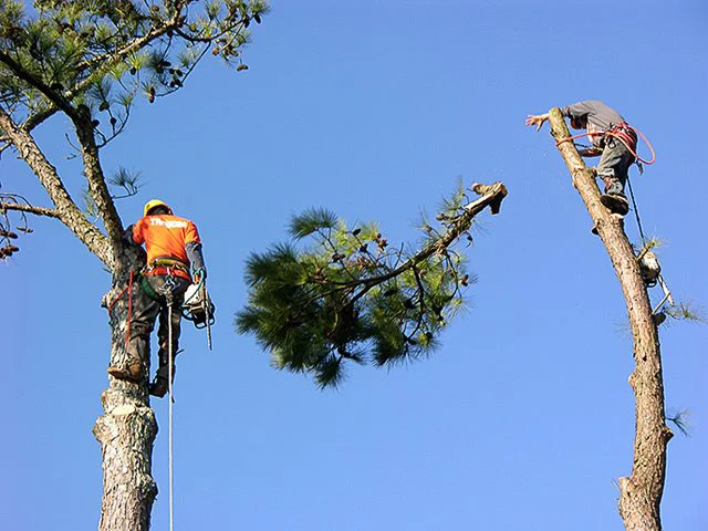 Experienced Arborist in Memphis, TN