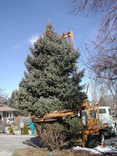 Emergency Tree Removal