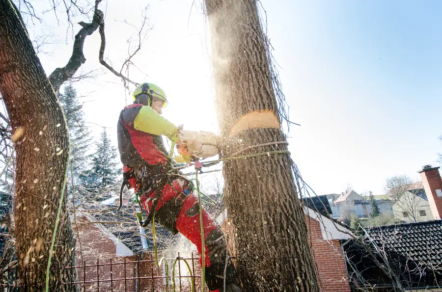 Expert Tree Cutting Service Memphis, TN Expert Tree Cutting Service Memphis, TN