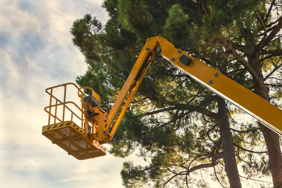 How Regular Tree Care Services Can Boost Tree Health Memphis, TN How Regular Tree Care Services Can Boost Tree Health Memphis, TN