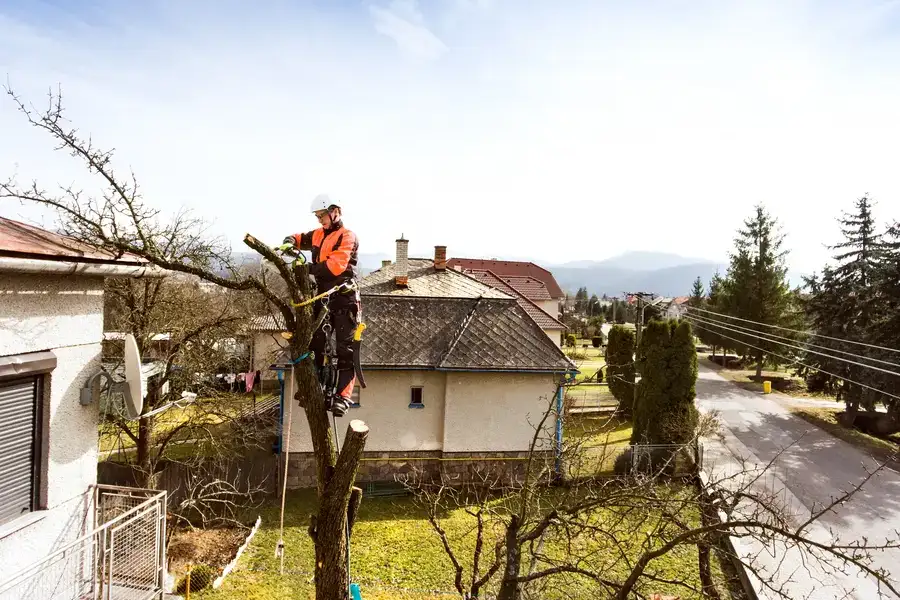 How Regular Tree Care Services Can Boost Tree Health in Memphis, TN How Regular Tree Care Services Can Boost Tree Health in Memphis, TN