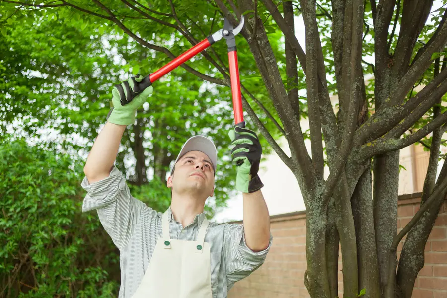How Tree Care Services Contribute To A Healthy Ecosystem in Memphis, TN How Tree Care Services Contribute To A Healthy Ecosystem in Memphis, TN