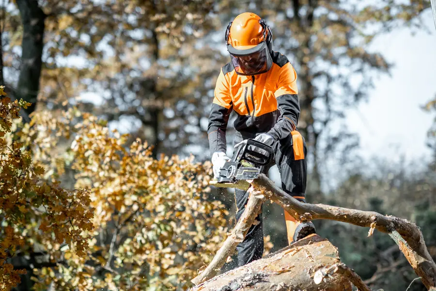 How Tree Cutting Service Protects Nearby Structures Memphis, TN How Tree Cutting Service Protects Nearby Structures Memphis, TN