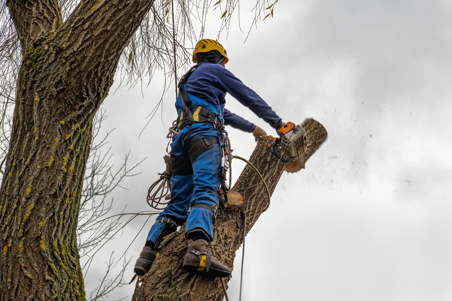 Premium Tree Cutting Service Memphis, TN Premium Tree Cutting Service Memphis, TN