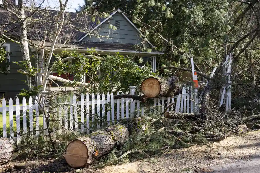 Safety Risks Of Delaying Emergency Tree Removal Services Memphis, TN Safety Risks Of Delaying Emergency Tree Removal Services Memphis, TN