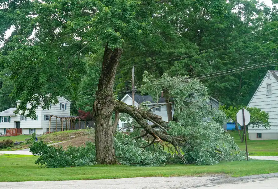 Safety Risks Of Delaying Emergency Tree Removal Services in Memphis, TN Safety Risks Of Delaying Emergency Tree Removal Services in Memphis, TN
