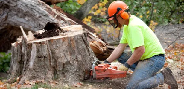 Stump Grinding Service