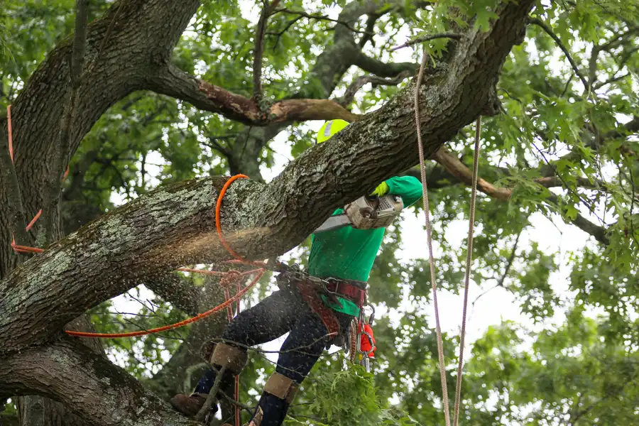 Superior Tree Care Service Memphis, TN Superior Tree Care Service Memphis, TN