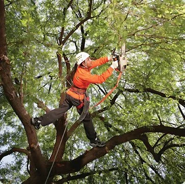 Tree Care Service