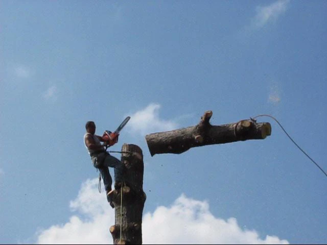 Tree Cutting Service